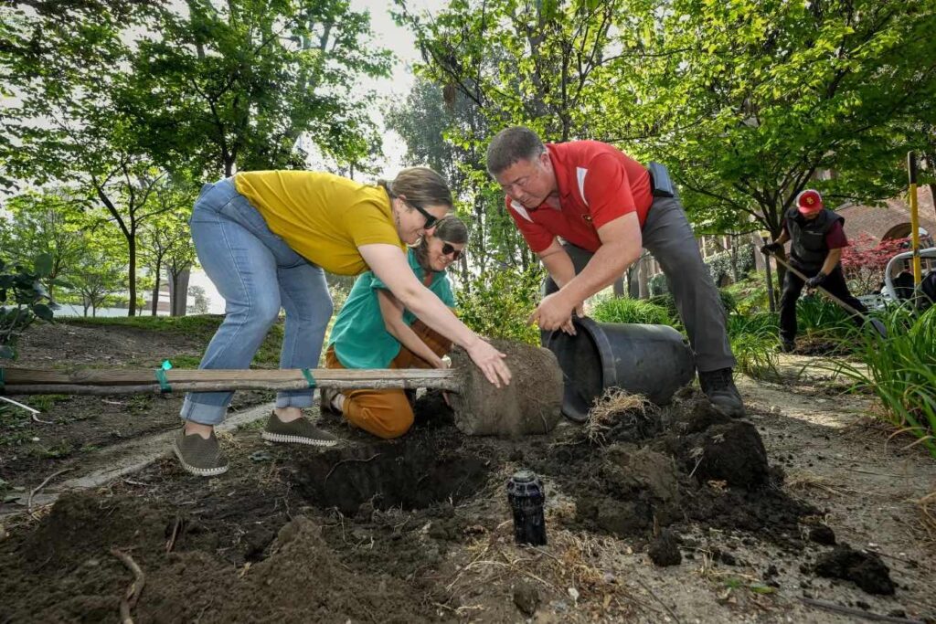alumni volunteers plant a tree